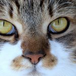 Penerbitan BPJS: Langkah Strategis Dinas Kesehatan Kabupaten Buton